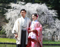 桜ロケーション撮影 まだまだ、ご予約受付しています!