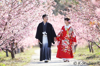 やっと満開になり始めた【桜】