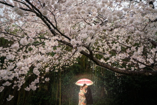 桜の天気 雨でも決行
