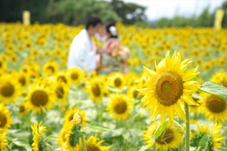 【ひまわり】今年はまだまだ撮影可能です!