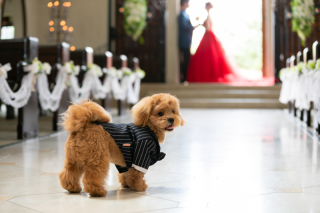 ワンちゃんとのお写真も♪