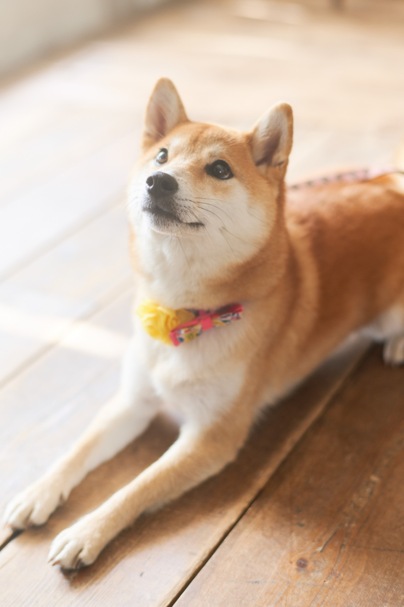 ペットも大切な家族♡