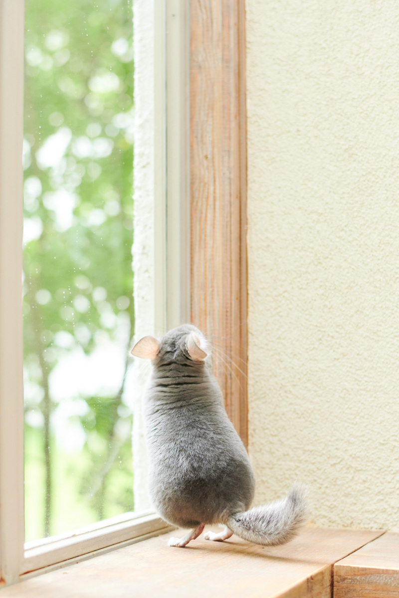 ペットとの撮影も追加料金いただいてません❤︎