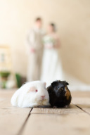 大切なペットとの撮影も♡