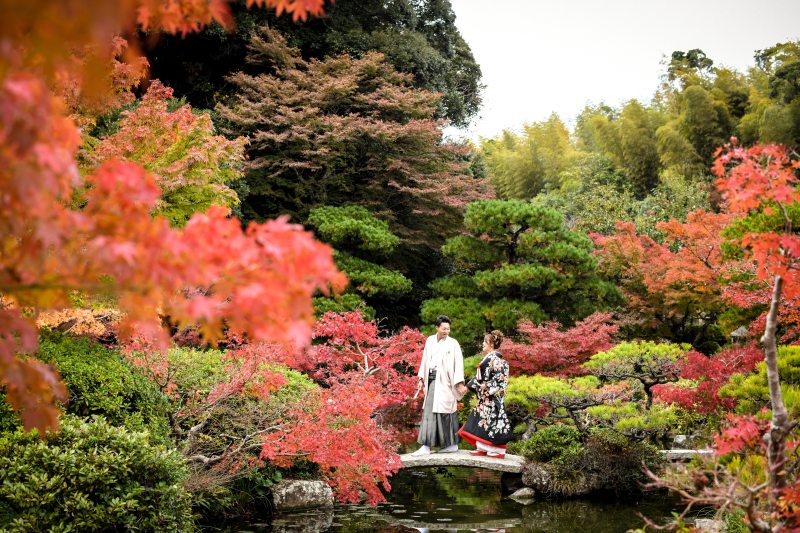 土日の紅葉撮影・残りわずかです！