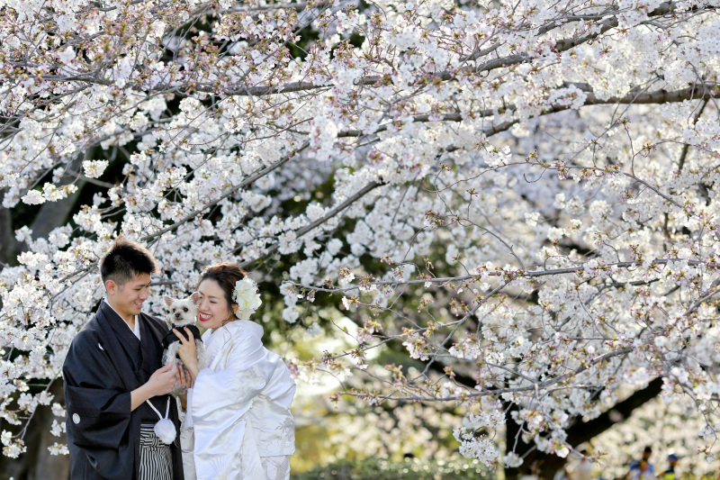 大人気！桜時期のロケーション撮影について