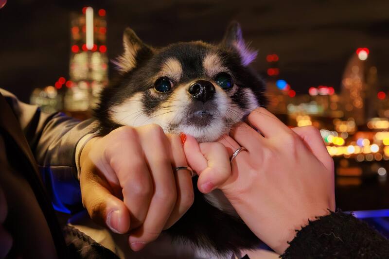 家族の一員ペットとの撮影OK！抱っこも出来ますよ♪