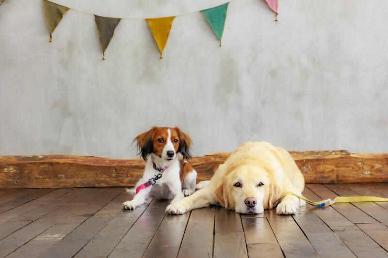 ロケでもスタジオでも、家族の一員ペットとの撮影OKです!