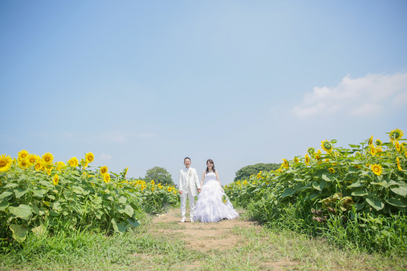 ヒマワリプラン登場