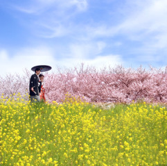 桜ロケーション撮影
