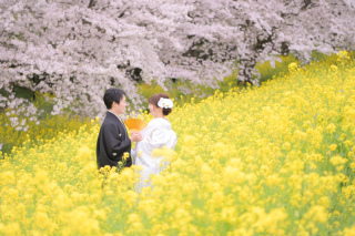 桜ロケーションフォトプラン