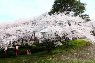 まだ間に合います金沢桜ロケフォト!開花早まりそうな予想!4月1日~4日に若干空有