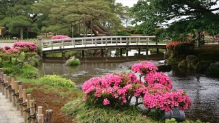 本日「百万石まつり」の中止になった兼六園。金沢城公園の様子！