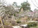 兼六園の梅林が見頃になってきました。この後2週間が見頃です