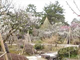 兼六園の梅林が見頃になってきました。この後2週間が見頃です