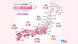 桜開花予想発表される！金沢は開花3月31日・満開4月6日予想！
