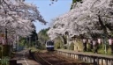能登の桜の名所。能登さくら駅での撮影を企画!さくら駅の満開予想4月14日1組募集
