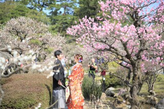 兼六園紅梅・白梅見頃は3月10日頃~ アート工房の土日祝料金半額15,000円に
