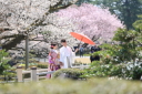 桜　開花予想発表　金沢の満開予想4月7日！撮影にお薦めは4月5日~13日頃まで