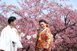 金沢　桜　開花予想　2019