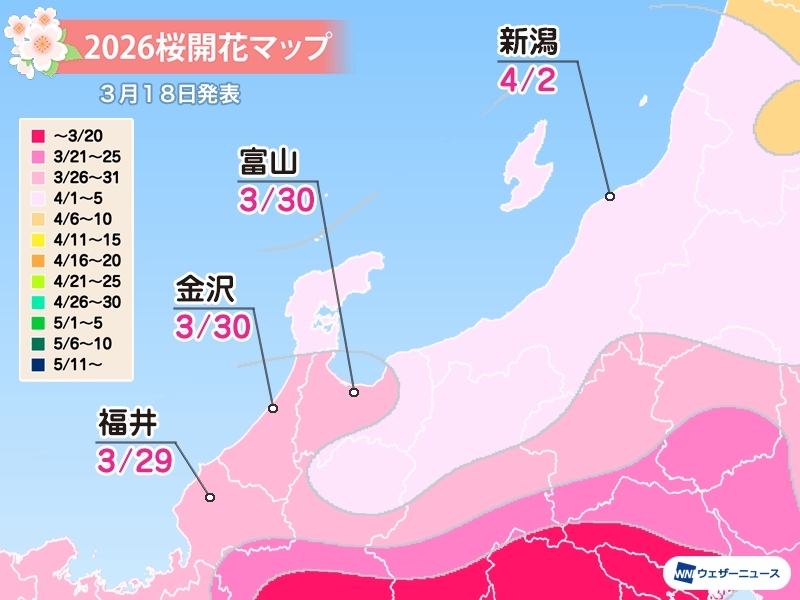 最新開花情報・金沢3月30日開花・兼六園満開予想4月4日!4日・5日の週末撮影可