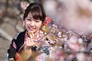 金沢撮影　今年の桜は早まりそうです