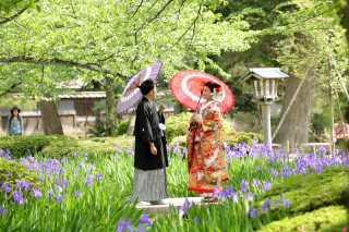 &rdquo;金沢花ごよみ&rdquo; 兼六園のカキツバタが満開！《ウェルカムボードプレゼント実施中》