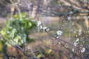好天に誘われ兼六園の梅も開花！今週末以降この梅林は3週間位見ごろが続きます