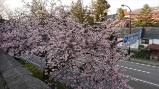 兼六園の早咲きの八重桜咲きました！その後10日位でソメイヨシノも咲きますね。