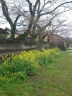 浅野川の河原の桜並木も少し早めの今日にも開花の様子。菜の花も咲いています