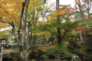 今日の兼六園（11/14）紅葉前線平年より一週間遅れ。23日（土）以降もお薦め！