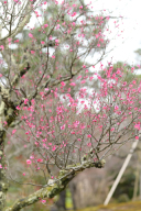 金沢　兼六園の梅林の梅が咲き始めました。例年よりかなり早い！2月中頃には満開か！