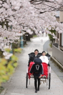 金沢で桜フルコースプラン「金沢散策プラン」の紹介。兼六園と浅野川桜並木のＷ撮影！