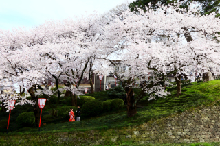 まだ間に合う!桜ロケ撮影予約 金沢の写真婚・前撮り専門アート工房の空き状況報告!