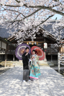 金沢・兼六園満開予想4月12日　15日（土）16日（日）まで見ごろ。両日1組可！