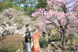 3月の兼六園は梅林がとってもきれい！白梅・紅梅と１か月間楽しめます！