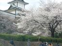 4月4日現在の金沢の桜の開花状況!市内色々ロケハンに行ってきました。