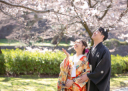 金沢で桜ロケーション撮影 、今が予約時期。連日お問い合わせ有!!