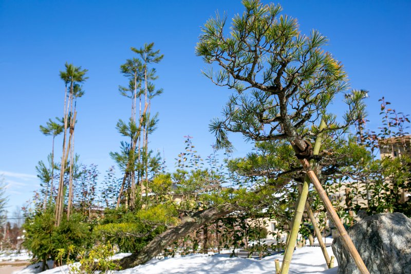 和装新スタジオ庭園