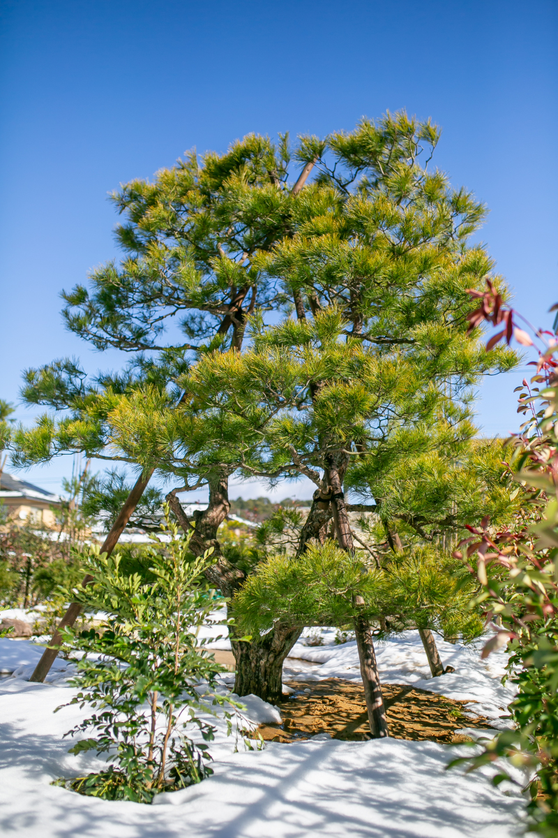 和装新スタジオ庭園