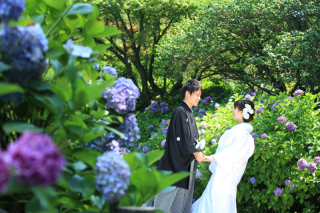 金沢市内・紫陽花(アジサイ)ロケーションフォト
