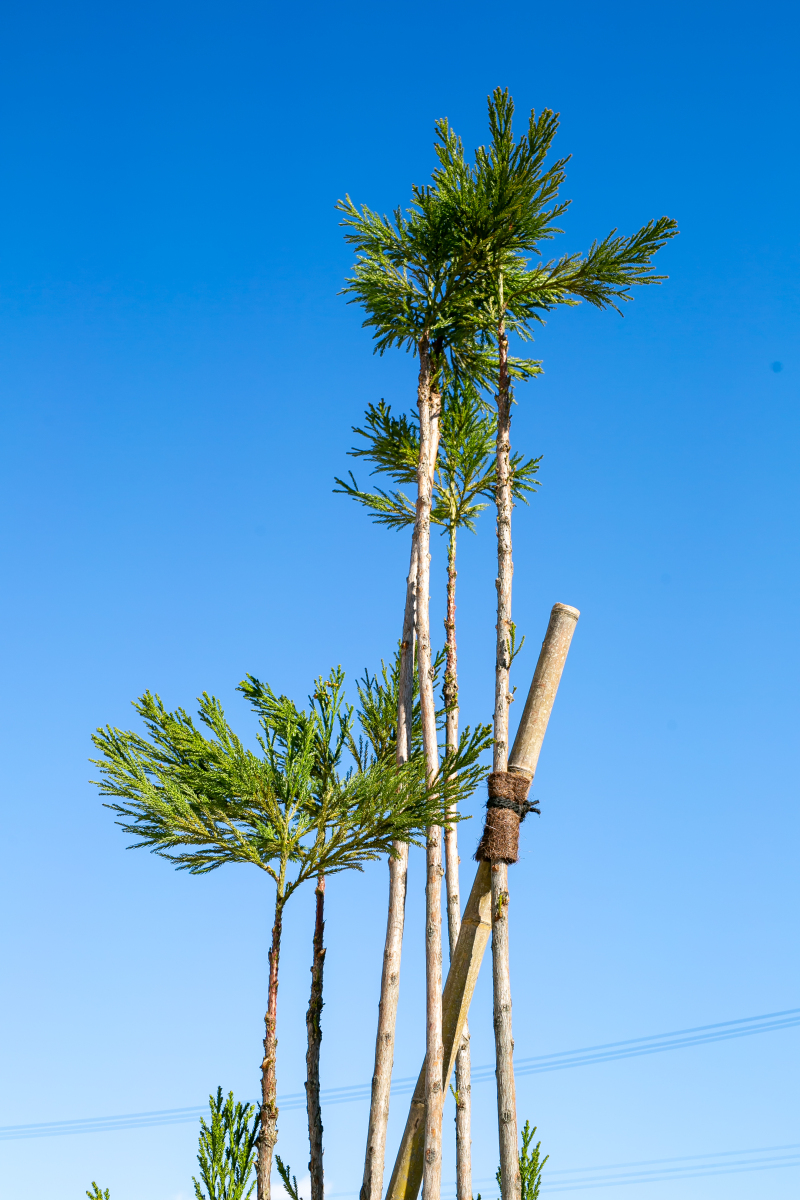 和装新スタジオ庭園