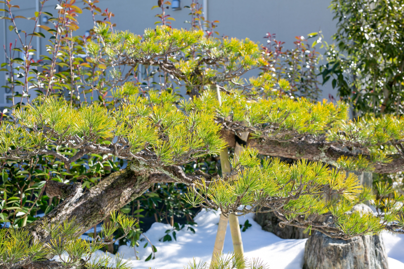 和装新スタジオ庭園