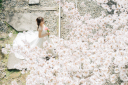 《桜到来》桜フォトウェディング