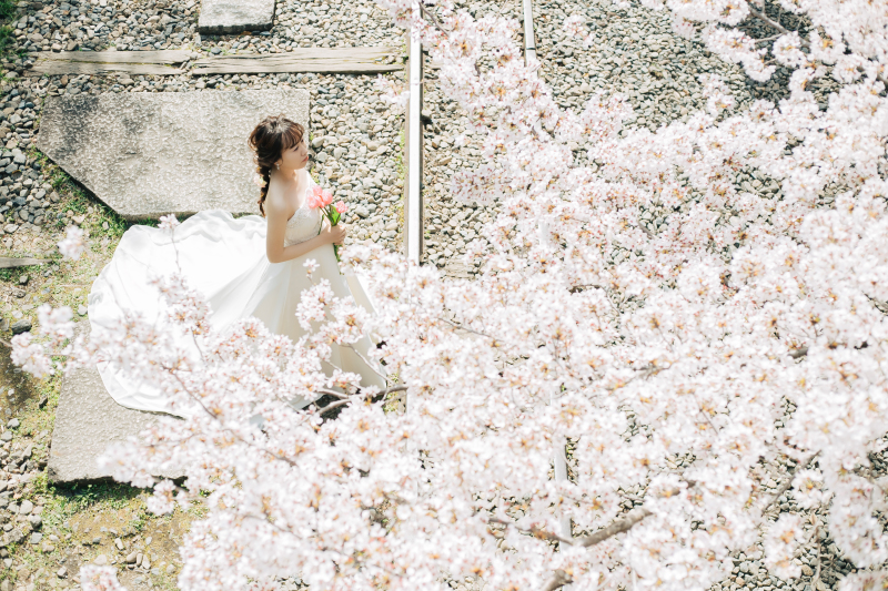 《桜到来》桜フォトウェディング