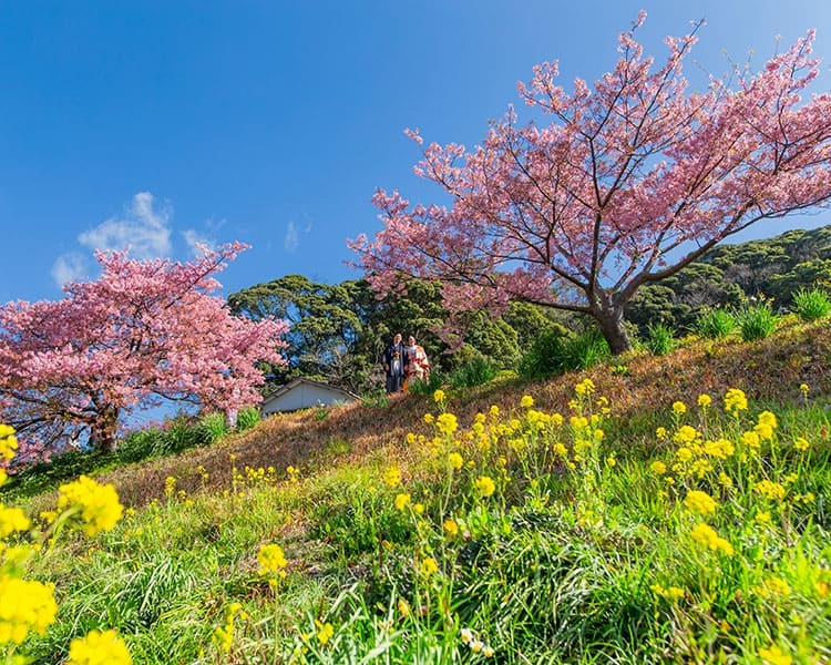 2月から早咲き!河津桜キャンペーン@伊豆