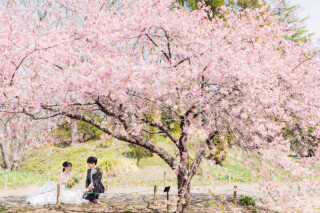 ＼お得な早割で★桜受付スタート／