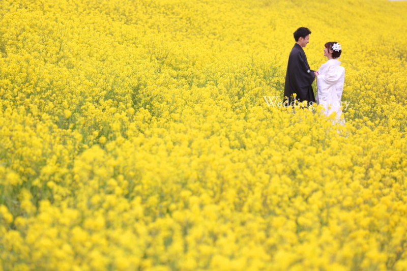 桜! 菜の花!