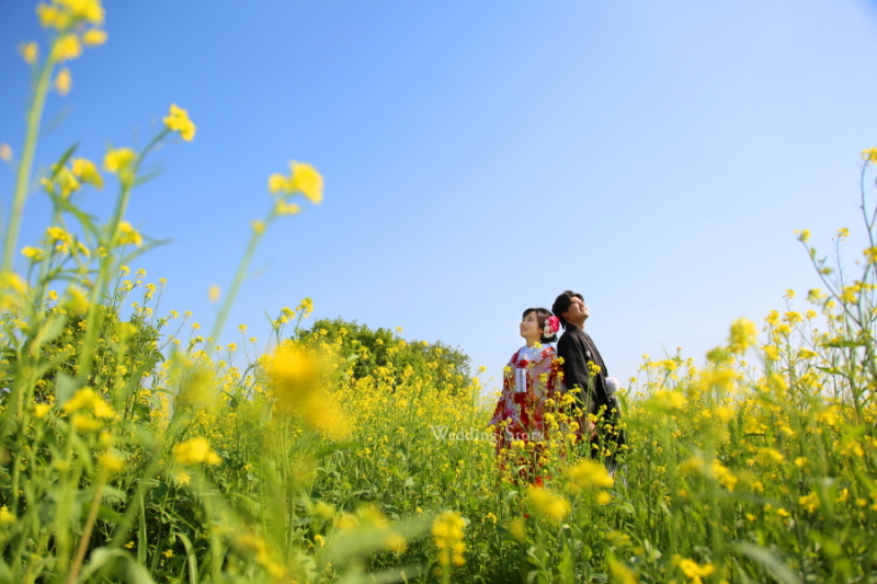 この時期に菜の花畑と！