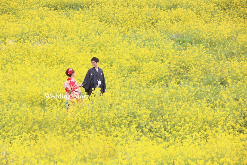 桜! 菜の花!